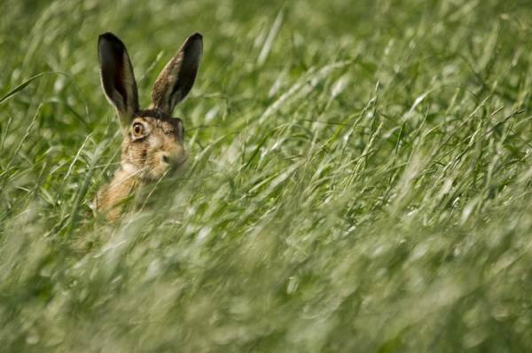 Photograph Gert Van Den Bosch The Hare on One Eyeland